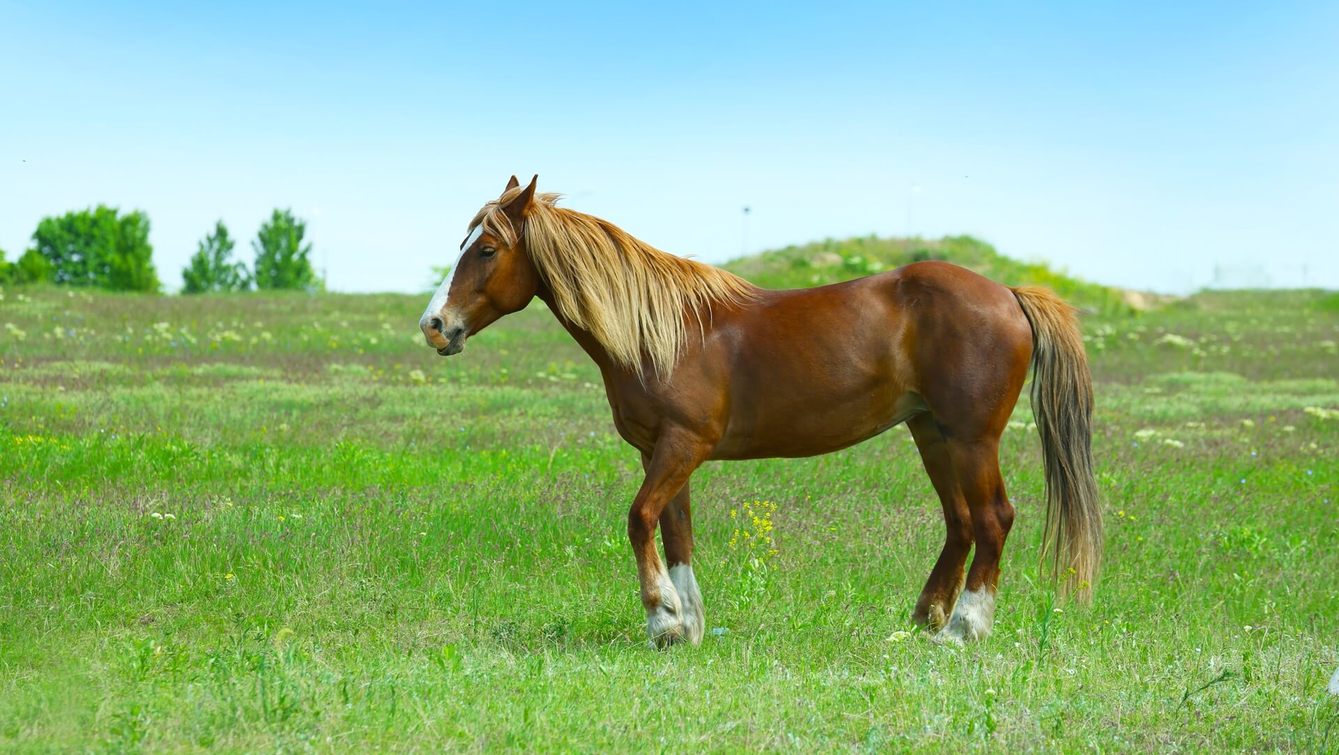 Midlothian, VA Equine Services Animal Eye Care Of Richmond