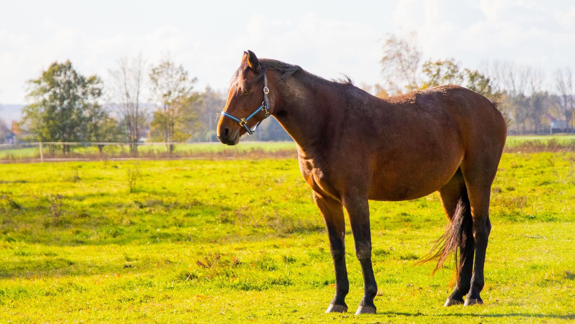 Equine Surgery In Midlothian, VA Animal Eye Care Of Richmond