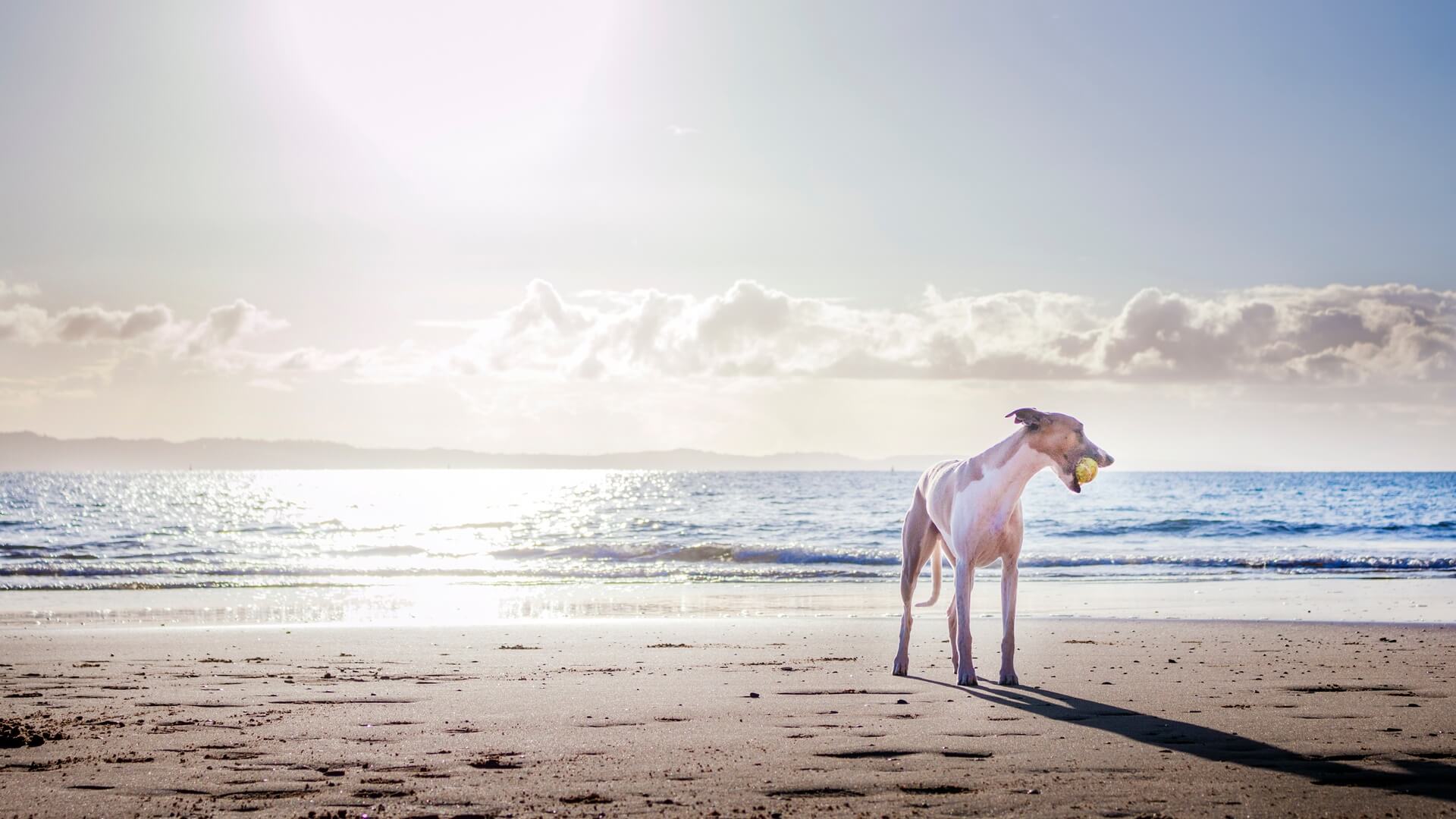 About Animal Eye Care Of Richmond Vet In Midlothian, VA