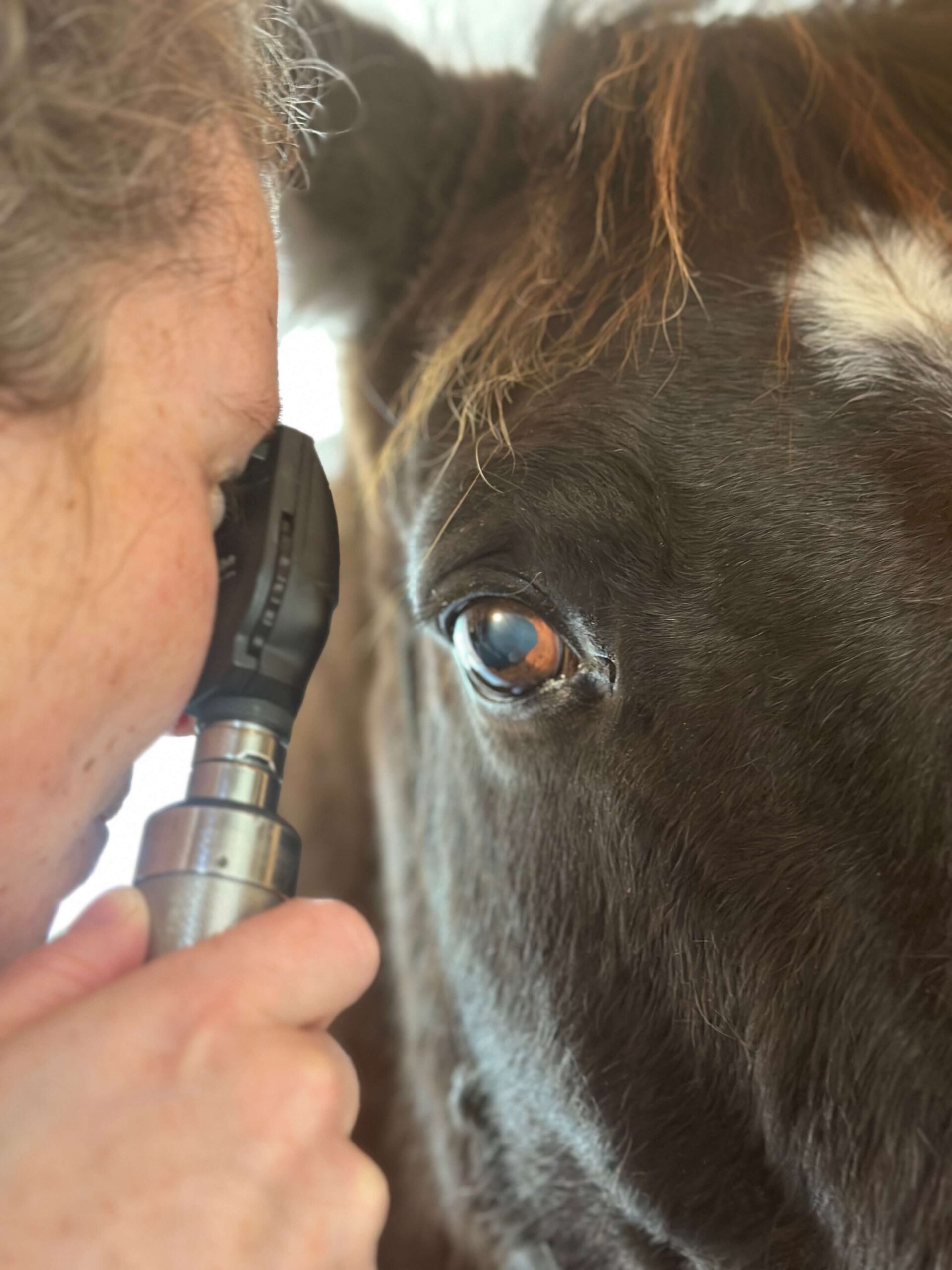 horse eye exam